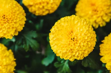 How to grow marigolds