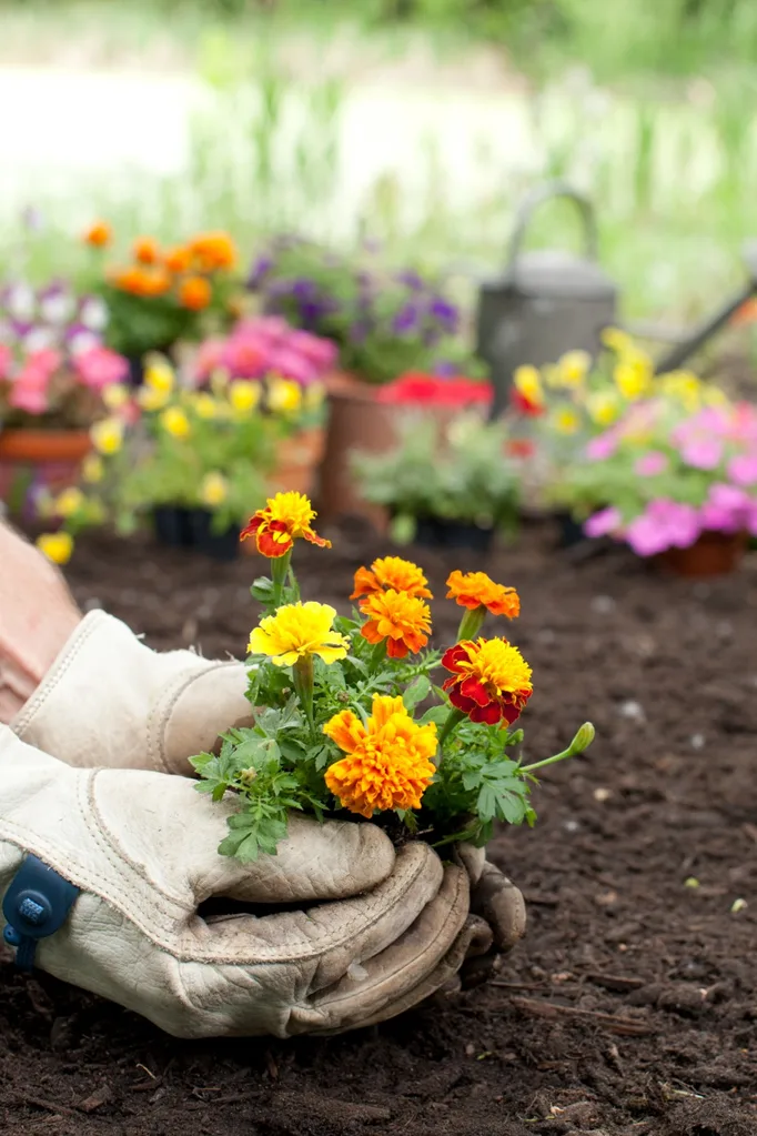 how to grow marigolds in the ground