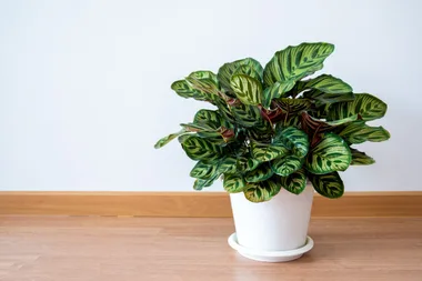 The decor trend that could be causing your plants to rot