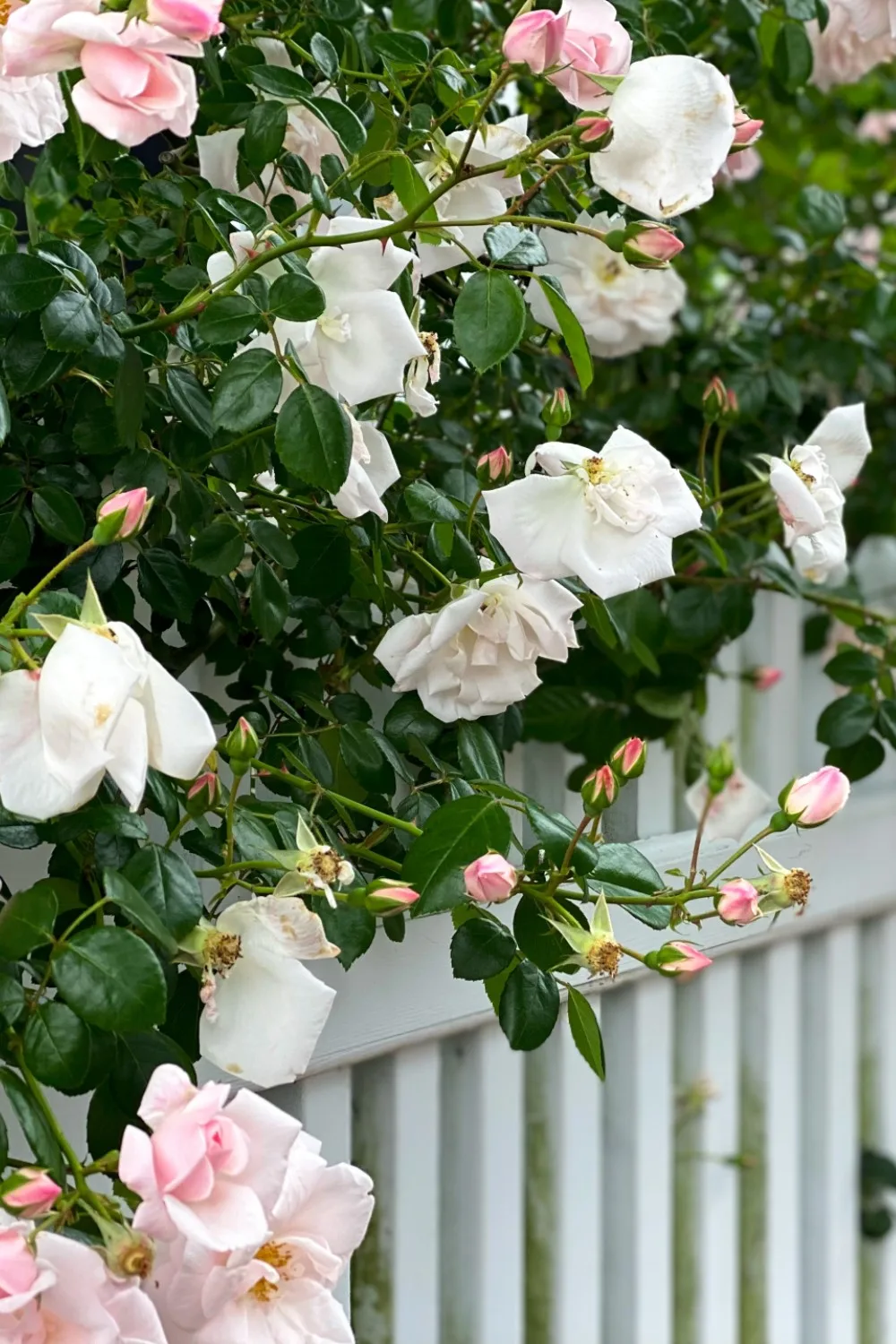 fungicide recipe for roses