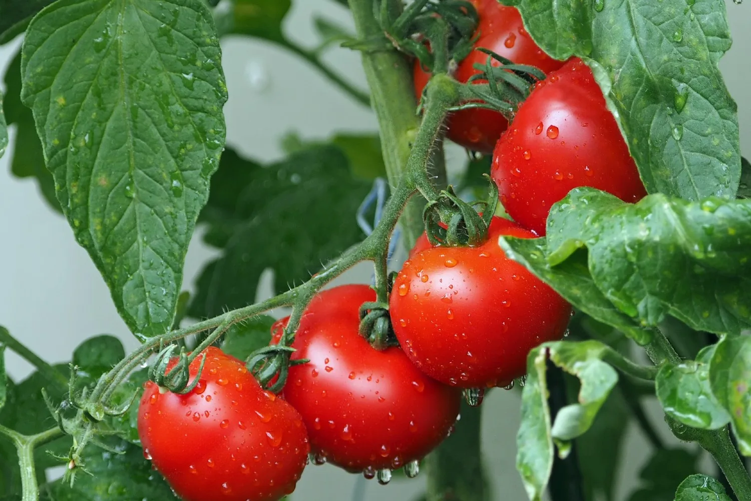 orevent fungus on tomatoes