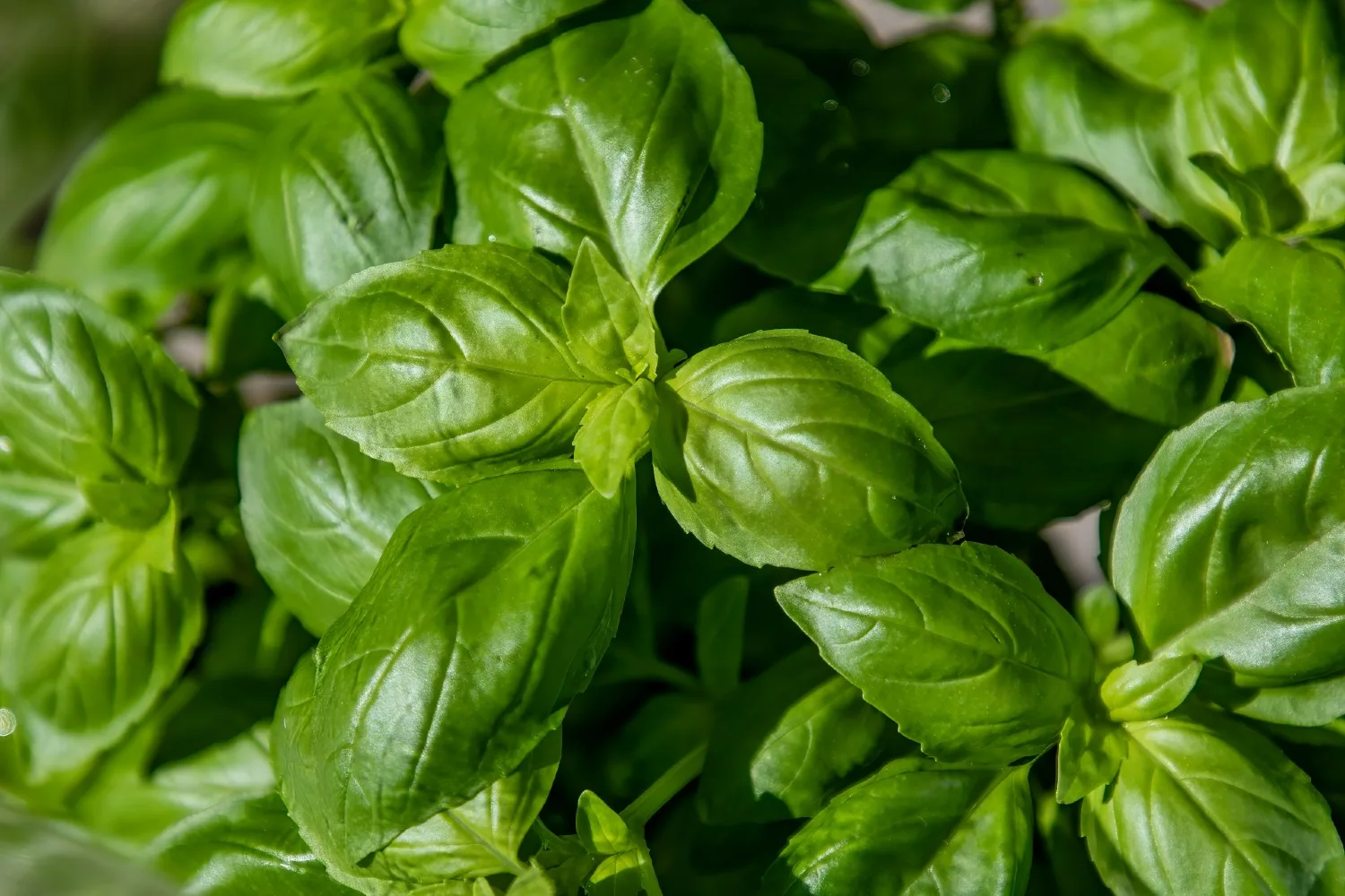 natural pesticide