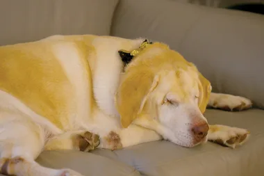 Dr Harry helps blind Dumpling the rescue dog