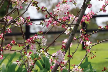 How to prepare your garden for summer