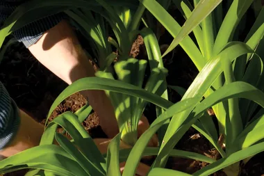 How to split and propagate your plants