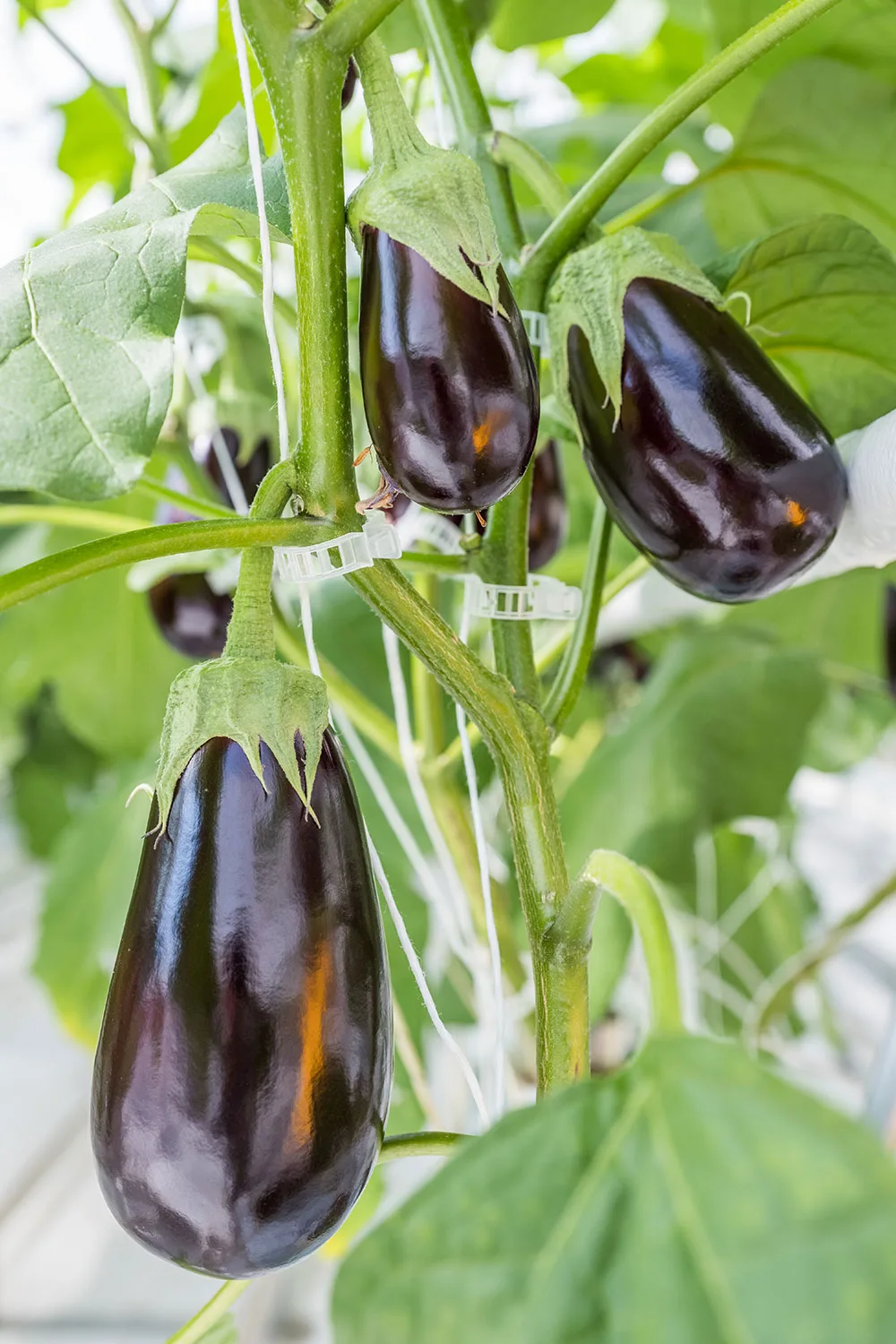 Eggplants