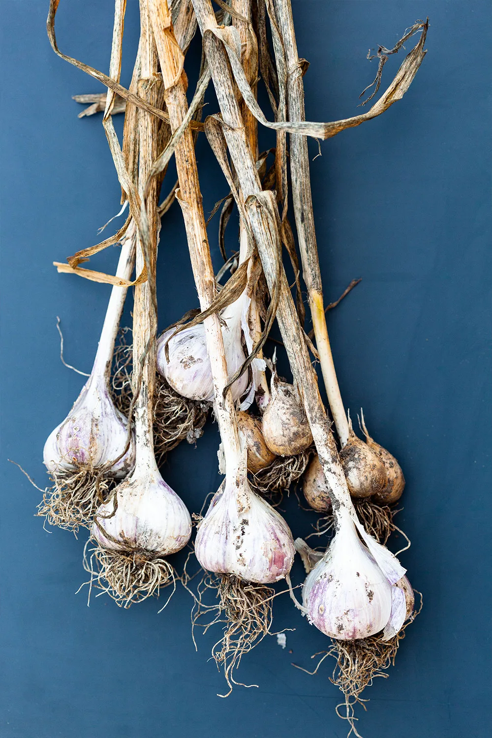 Garlic