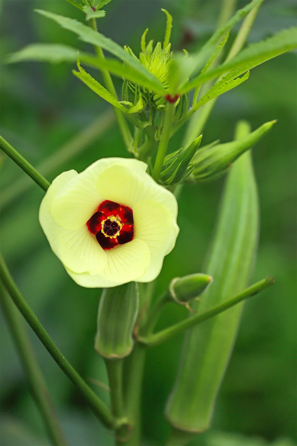 Okra