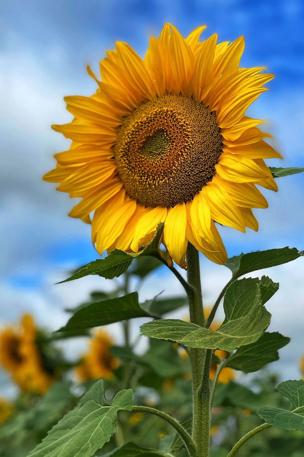 sunflower