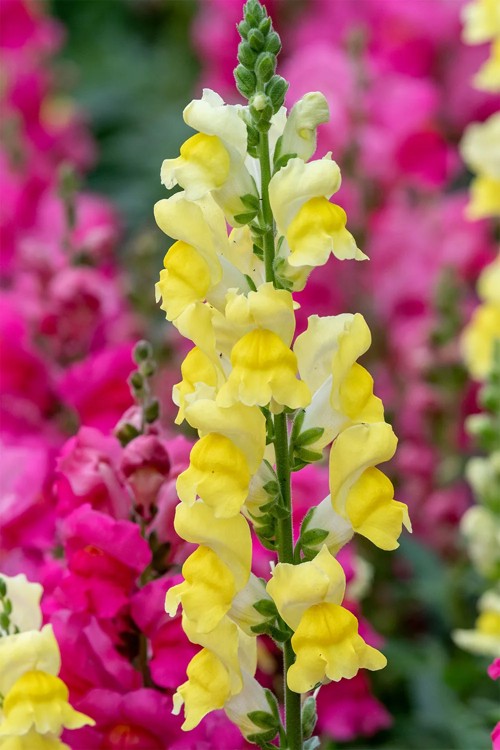 Snapdragons