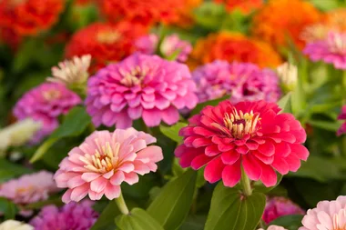 Zinnias