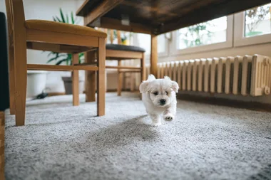 Pet carpet available for purchase using a Petbarn coupon code