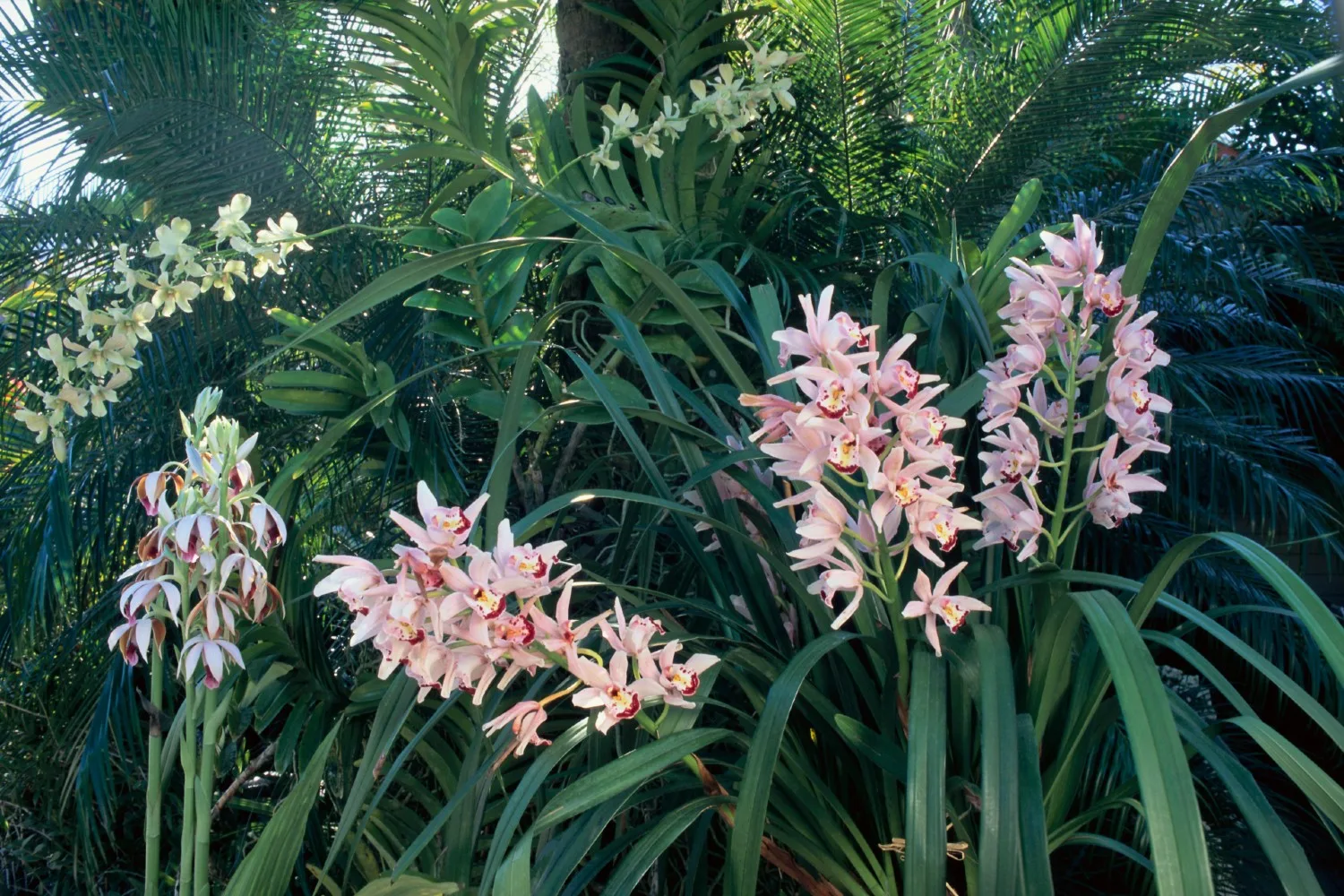 how to grow Cymbidium orchids