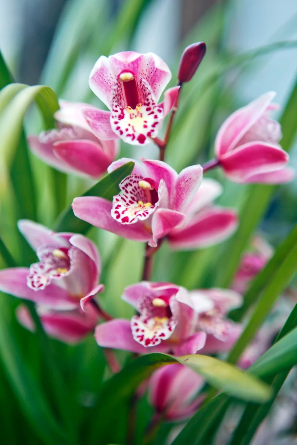 how to grow Cymbidium orchids
