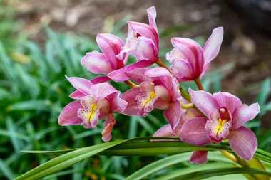 How to grow cymbidium orchids