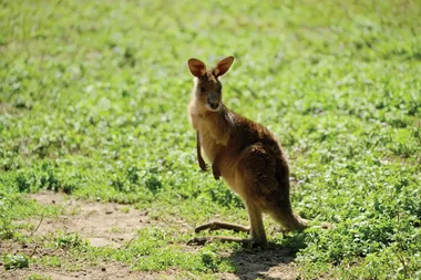 Dr Harry visits a kangaroo clinic and sanctuary