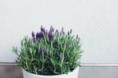 The lavender species gardeners need to stop planting