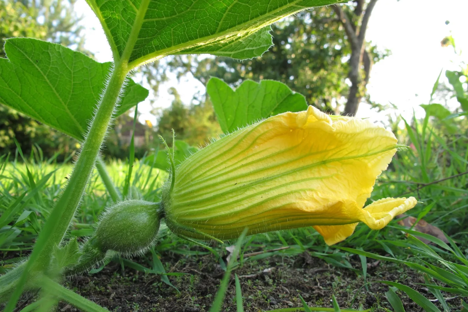 female pumpkin flower