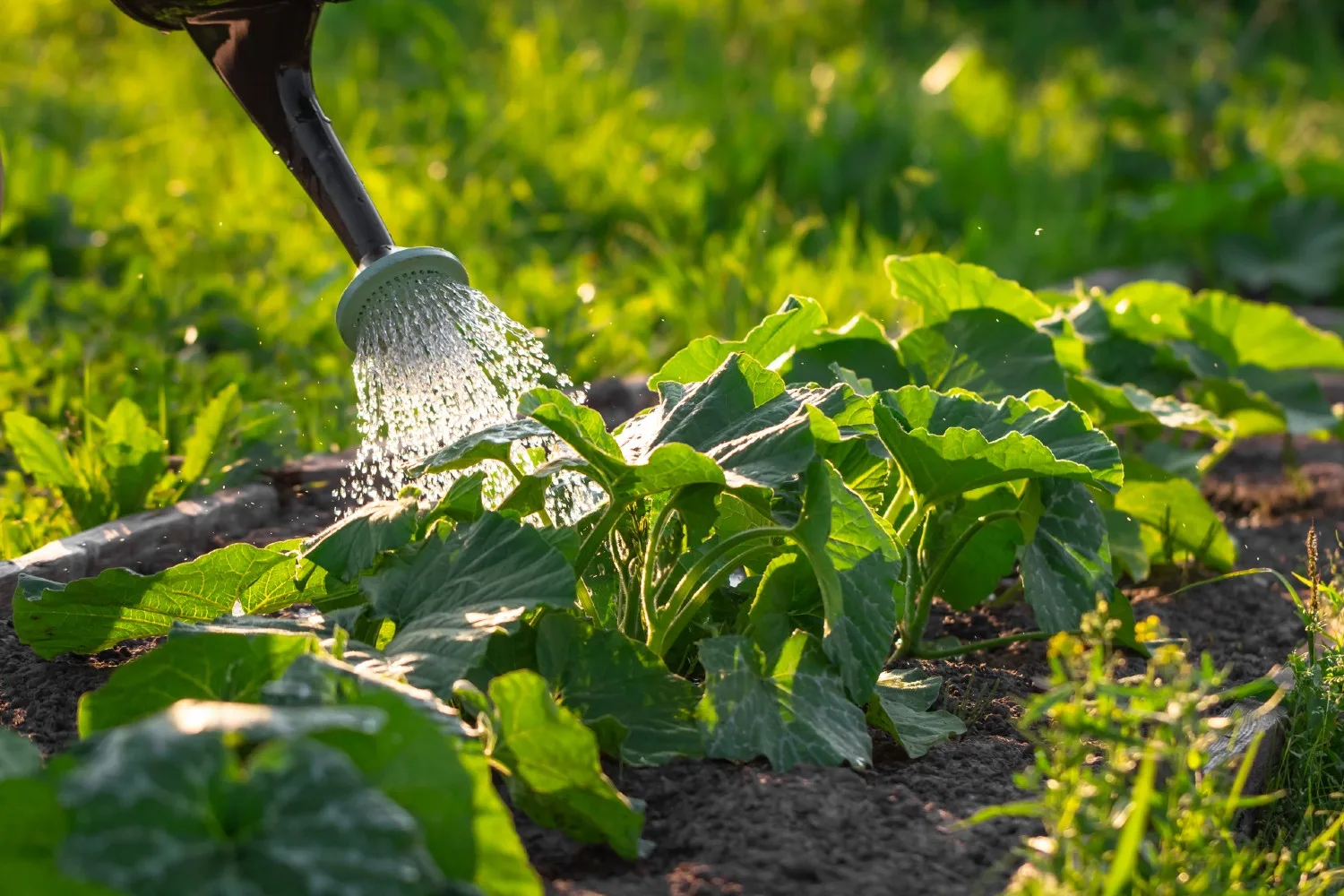 how to grow pumpkins