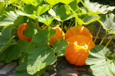 Melissa King’s simple steps for how to grow pumpkins at home
