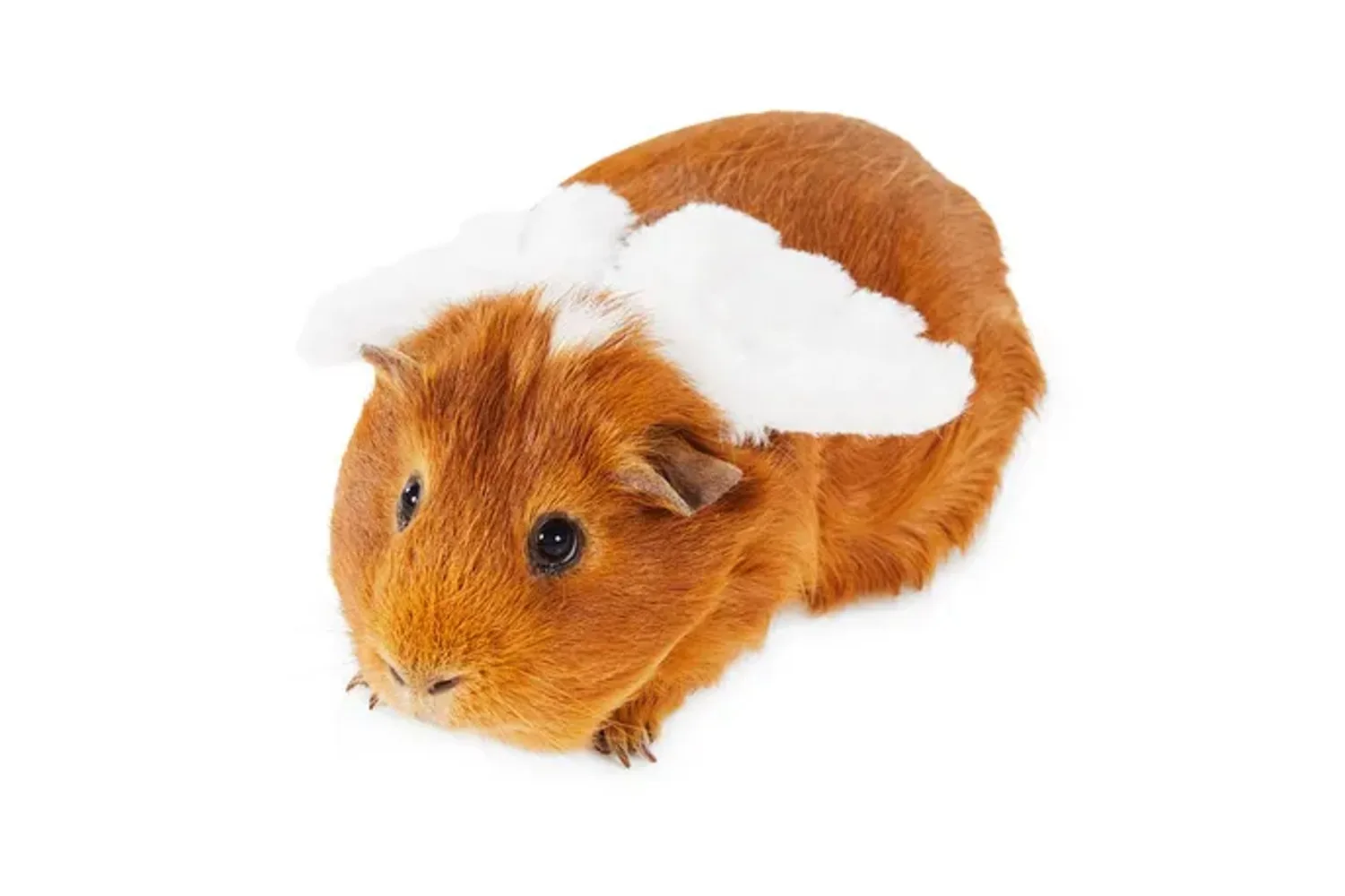 halloween costume for guinea pig rabbit