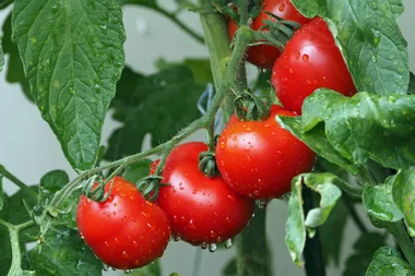 Common reason why your tomatoes have stopped growing
