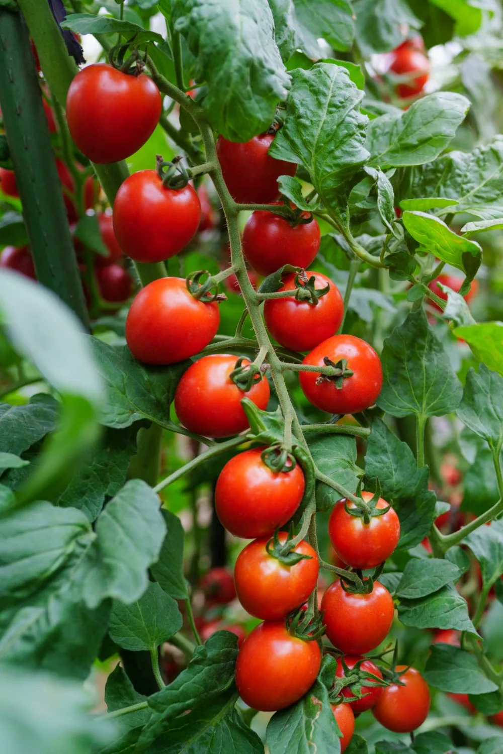 tomato vines why tomatoes stop growing