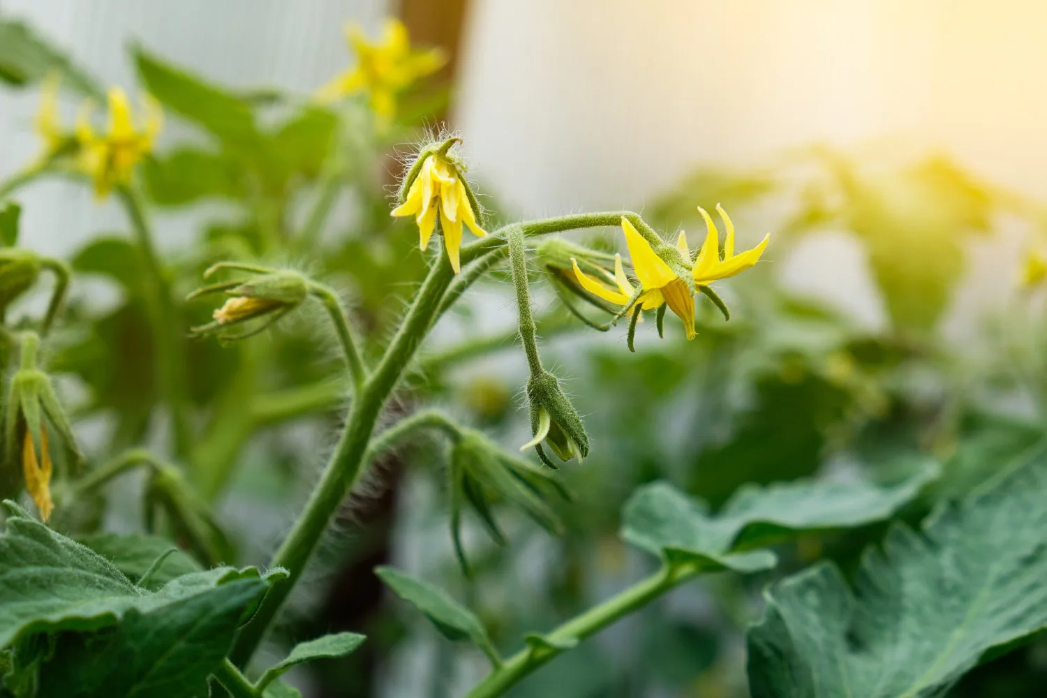 tomato flowers not producing fruit