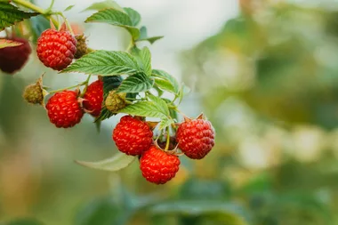 How to grow raspberries