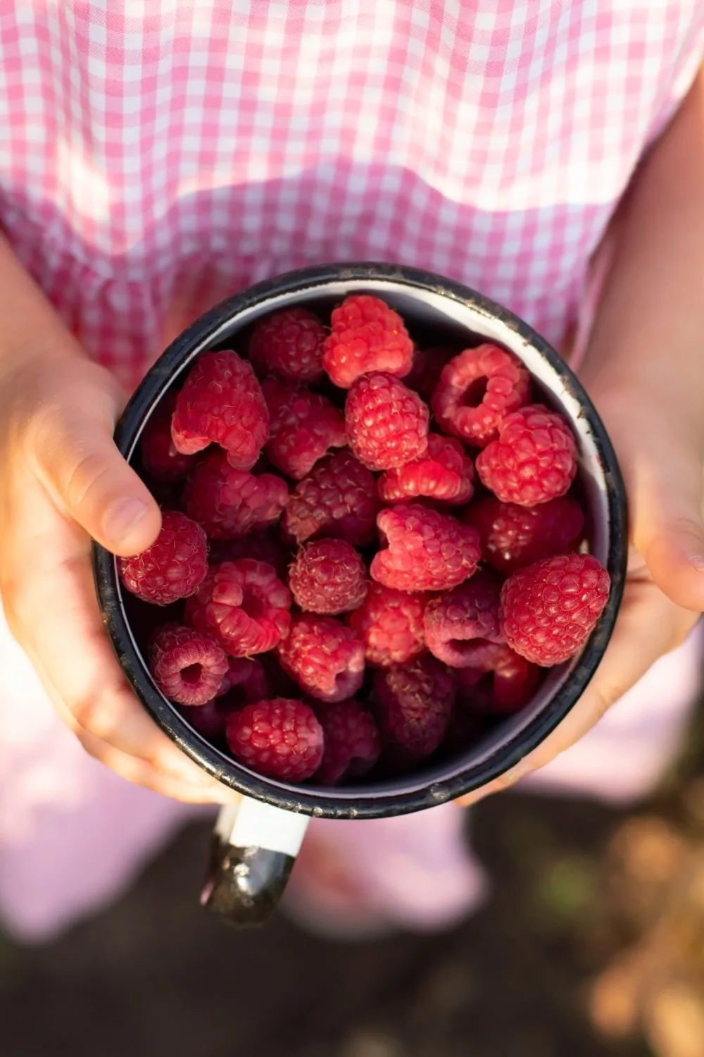 how to grow raspberries