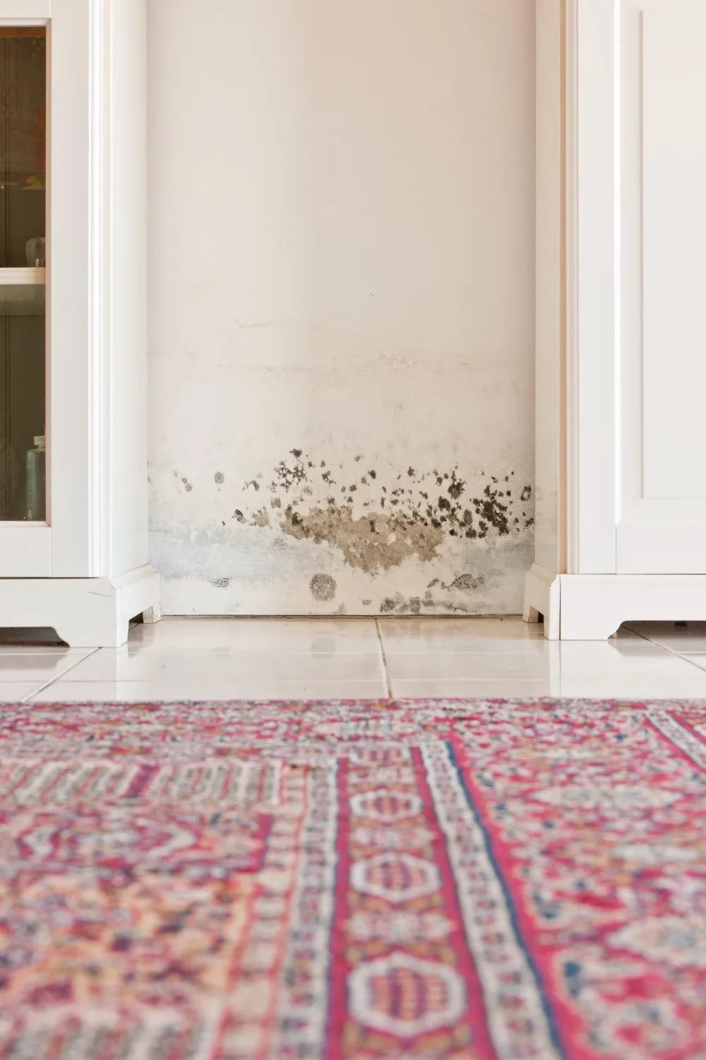 mould in rental home on wall