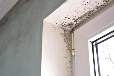 Who is responsible for removing mould in a rental property?