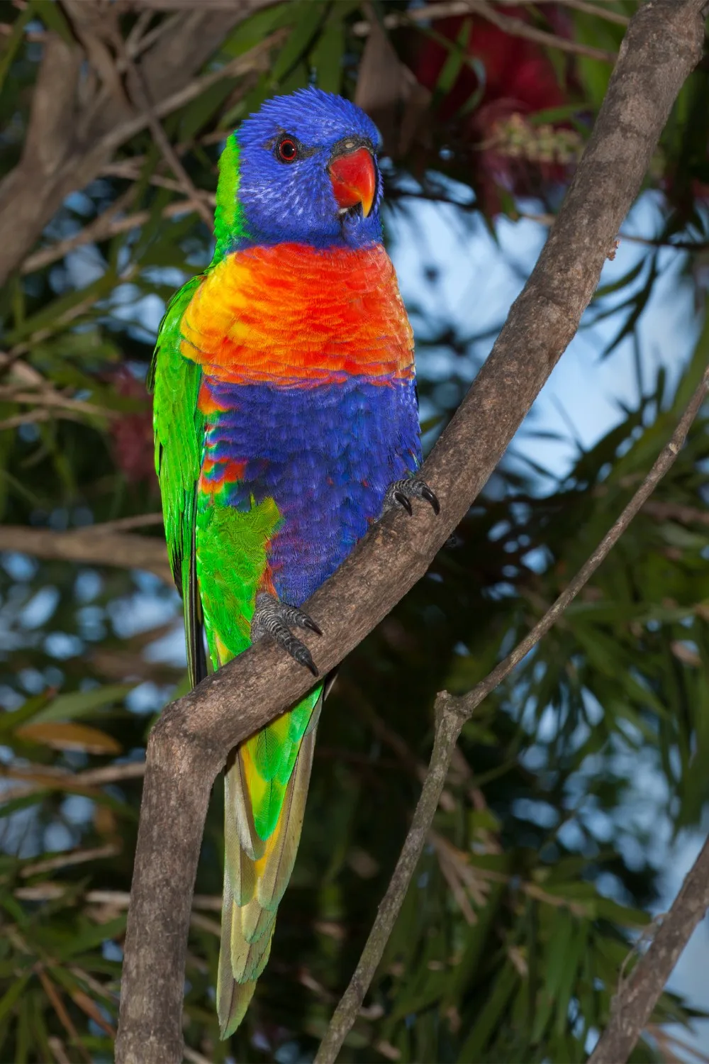 bird week aussie bird count