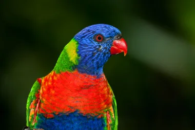 Growing ‘concerns’ for native parrots: here’s how you can help