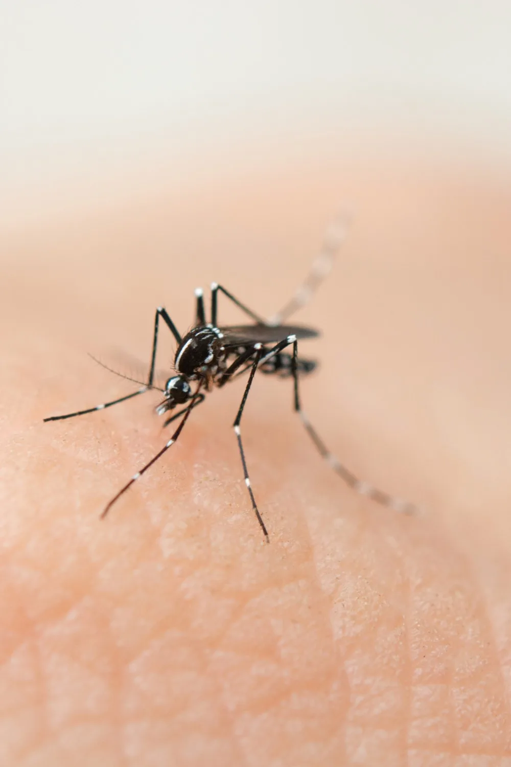mosquito