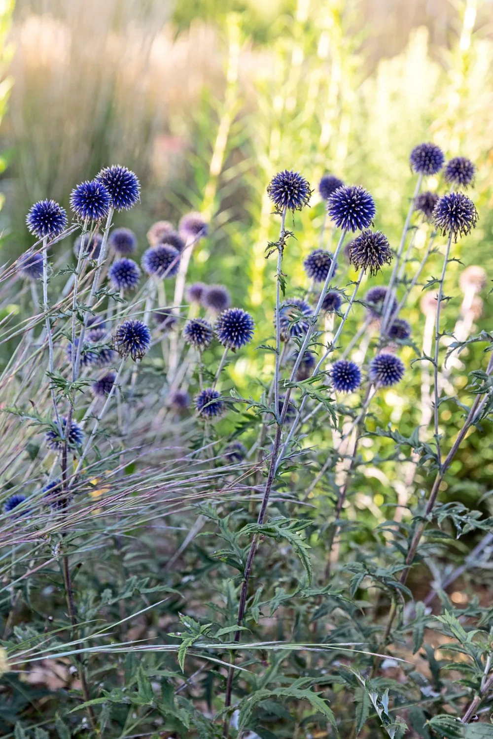 how to grow perennials steel blue globe thistle