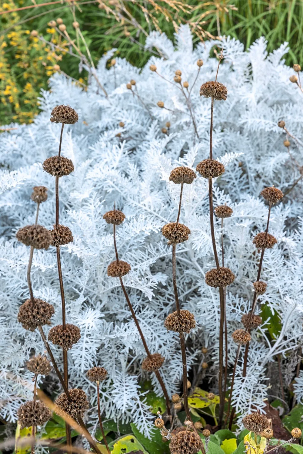 how to grow perennials jerusalem sage