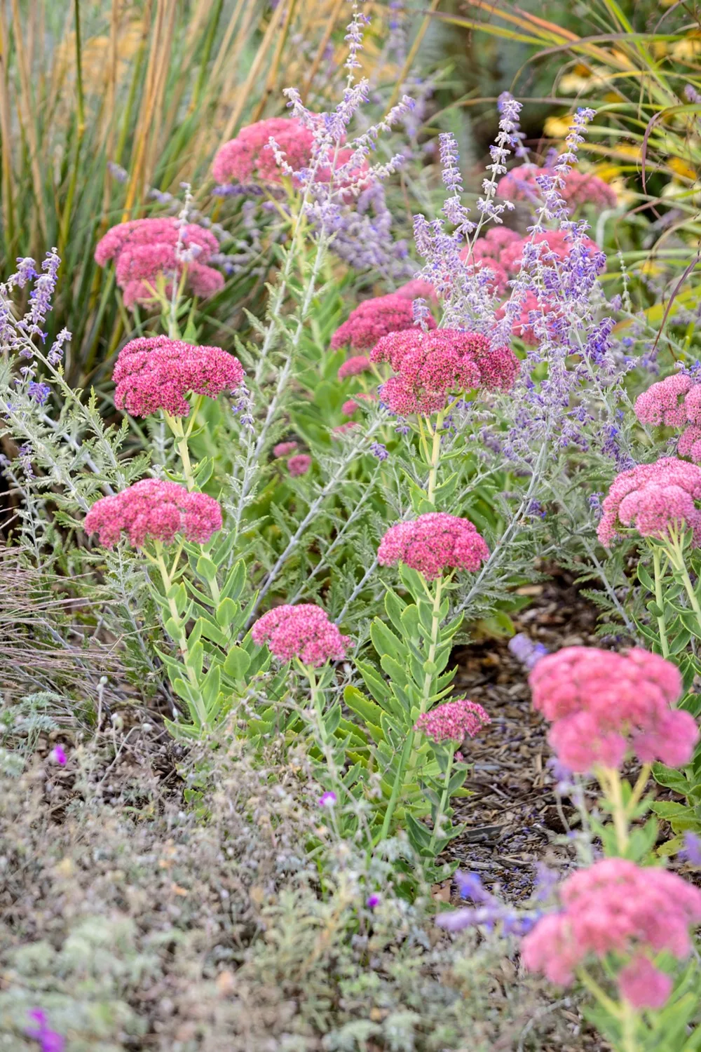 how to grow perennialssedum  autumn joy