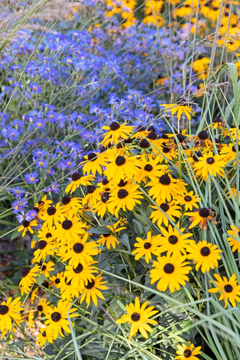 how to grow perennials rudbeckia goldstrum