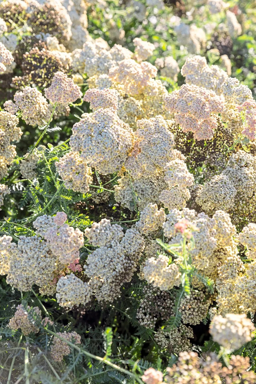 how to grow perennials Achillea ‘Antique Parchment’