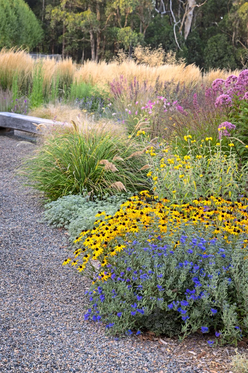 how to grow perennials reed feather grass