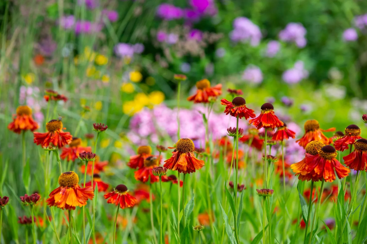 how to grow perennials Orange Helenium in a summer garden