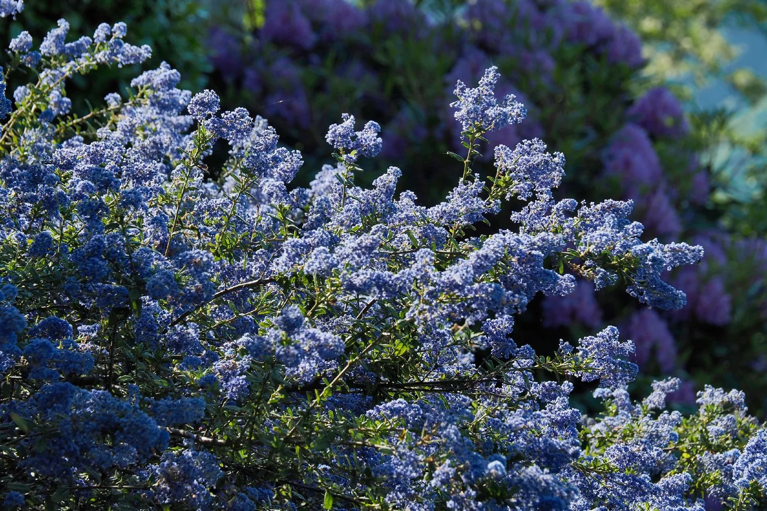 Blue Mist (Caryopteris Heavenly Blue)