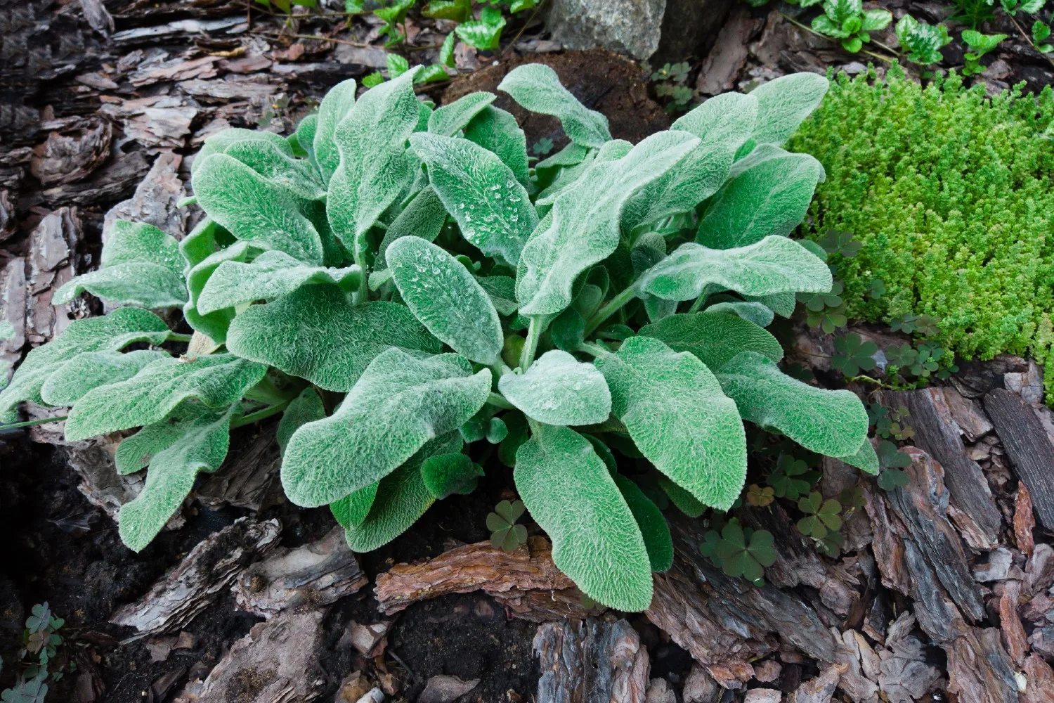 how to grow perennials Leaves of Stachys byzantina