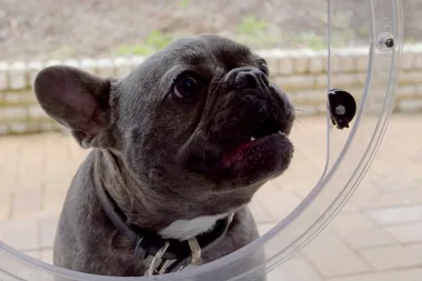 Doggie door dilemma