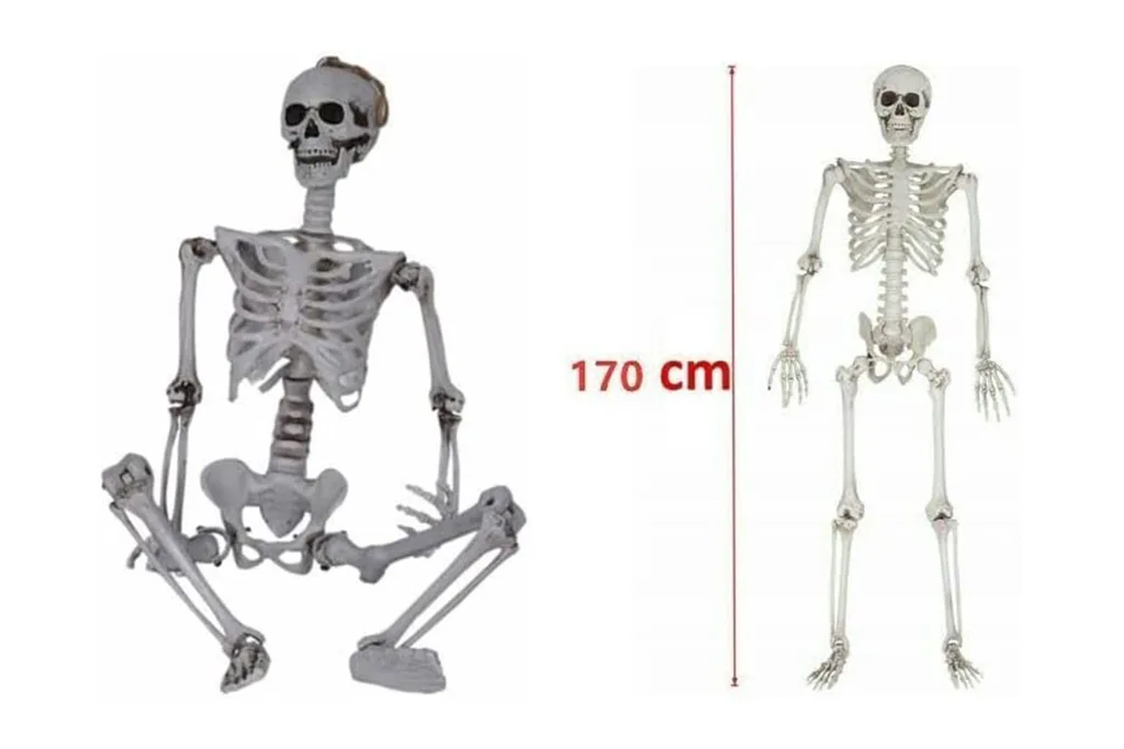Posable skeleton
