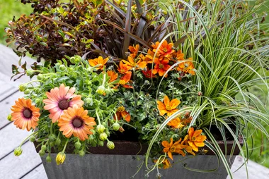 Simple planting method turns a boring pot into a total showstopper