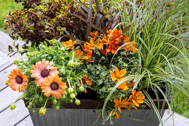 Simple planting method turns a boring pot into a total showstopper