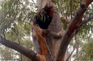 How is timber produced?