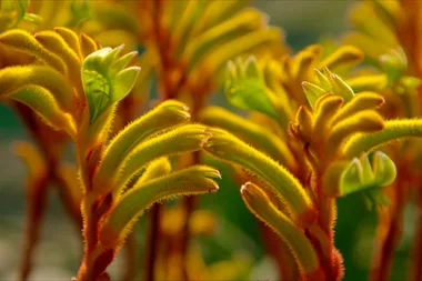 How to grow kangaroo paws